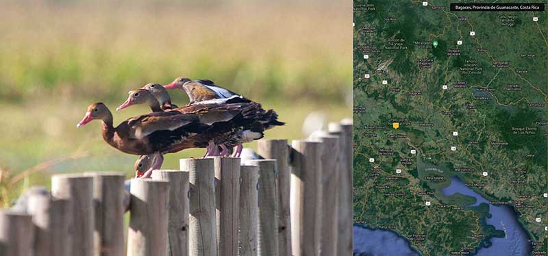 Black-bellied Whistling Duck