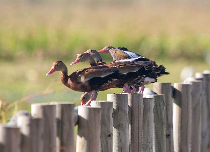 Black-bellied Whistling Duck